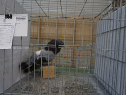 XIV Concurso Exposición de Palomas de Raza en Mula 2024